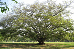 Ficus drupacea var. pubescens